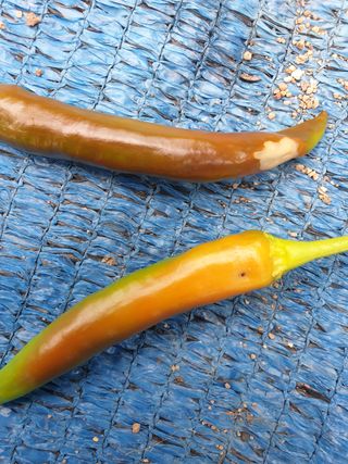 창공솔개님의 배추 · 병해충상담 작성글 사진