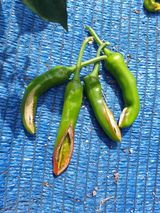 팜모닝 배추·병해충상담 게시글 이미지