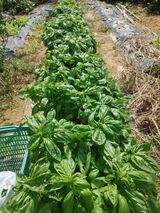 팜모닝 기타작물·시세•판로 게시글 이미지