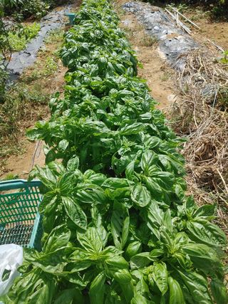 이진희님의 기타작물 · 시세•판로 작성글 사진