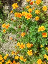 팜모닝 팜모닝·출석 게시글 이미지