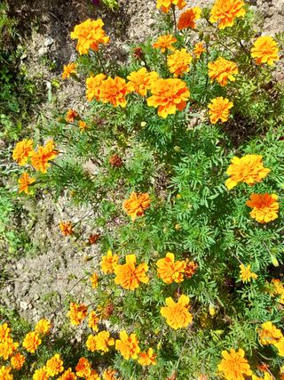 양귀비님의 팜모닝 · 출석 작성글 사진