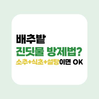 배추 농사도우미님의 배추 · 병해충상담 작성글 사진