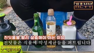 배추 농사도우미님의 배추 · 병해충상담 작성글 사진