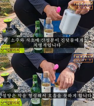 배추 농사도우미님의 배추 · 병해충상담 작성글 사진