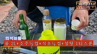 배추 농사도우미님의 배추 · 병해충상담 작성글 사진