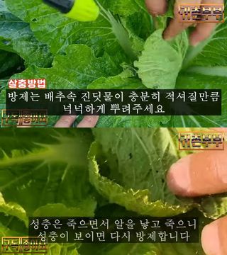 배추 농사도우미님의 배추 · 병해충상담 작성글 사진