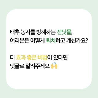 배추 농사도우미님의 배추 · 병해충상담 작성글 사진