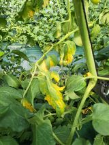 팜모닝 토마토·병해충상담 게시글 이미지