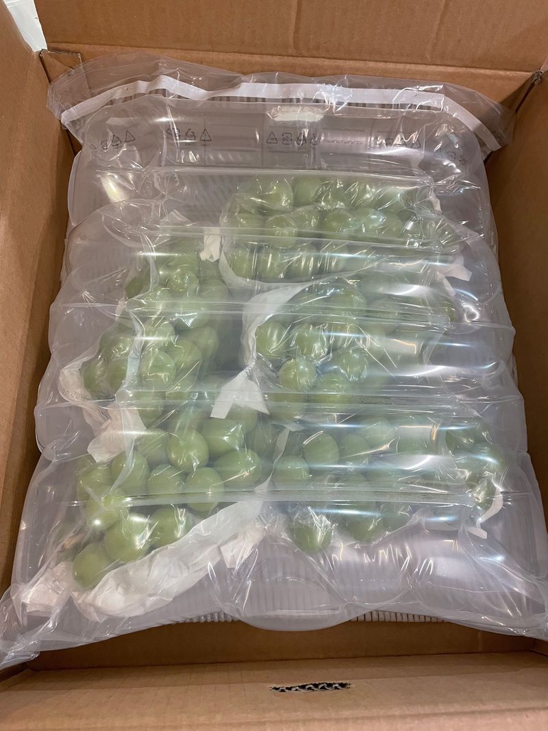 심규영님의 장터 판매 상품 [샤인머스켓 구매 후기~^^ 알이 정말 크고 맛도 좋습니] 첨부 사진