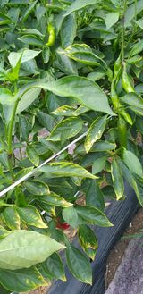 팜모닝 고추·병해충상담 게시글 이미지