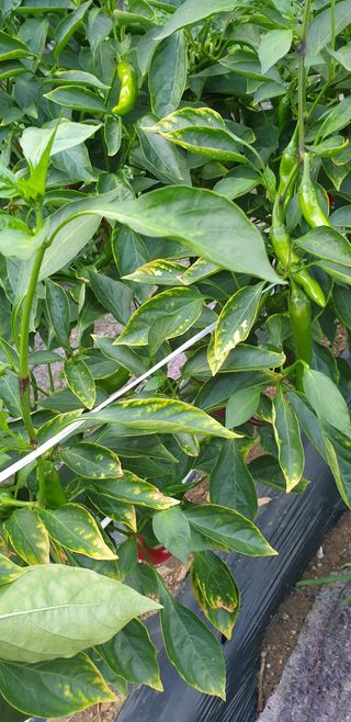 하가농부님의 고추 · 병해충상담 작성글 사진