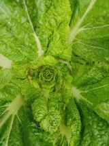 팜모닝 배추·병해충상담 게시글 이미지