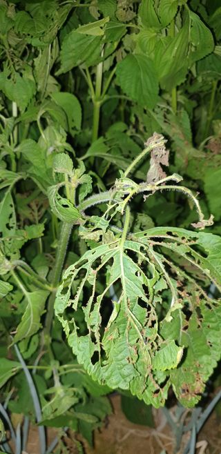 박정준님의 들깨 · 병해충상담 작성글 사진