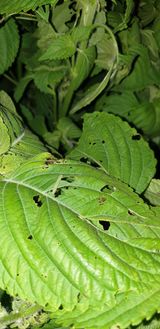 팜모닝 들깨·병해충상담 게시글 이미지