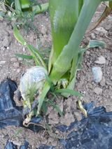 팜모닝 기타작물·병해충상담 게시글 이미지