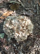 팜모닝 배추·일상 게시글 이미지