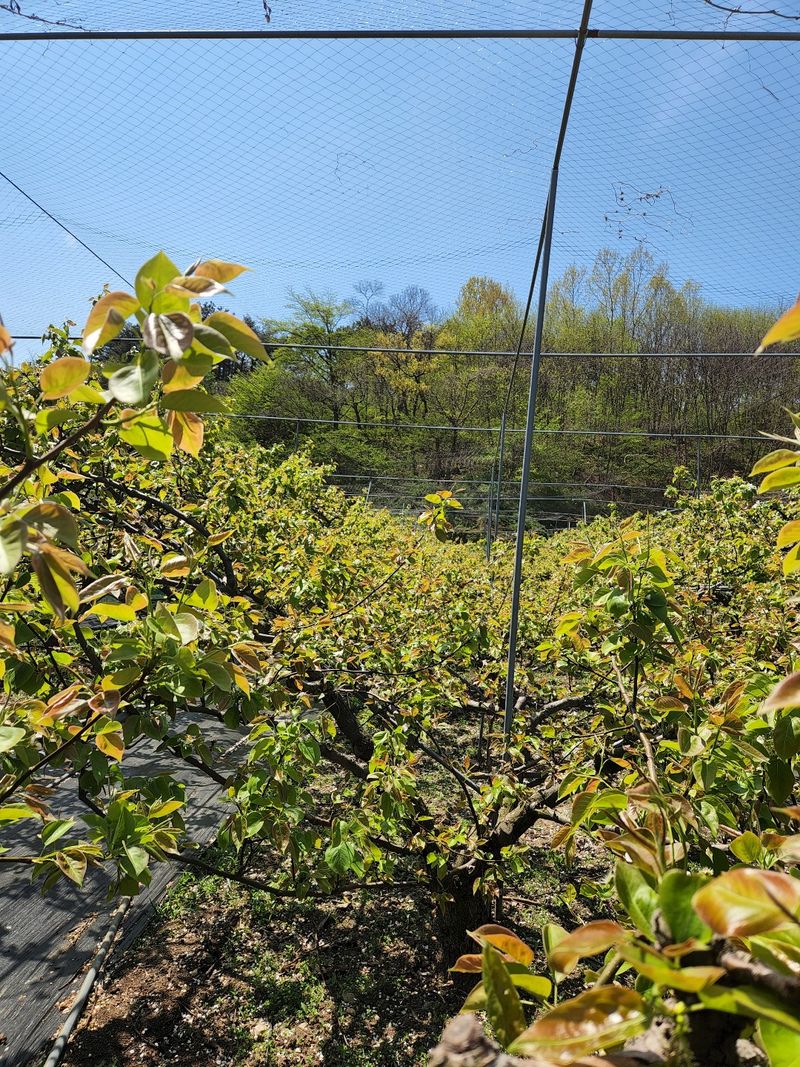 박숙자님의 장터 판매 상품 [배즙 (신고배🍐) 100포 70,000] 첨부 사진