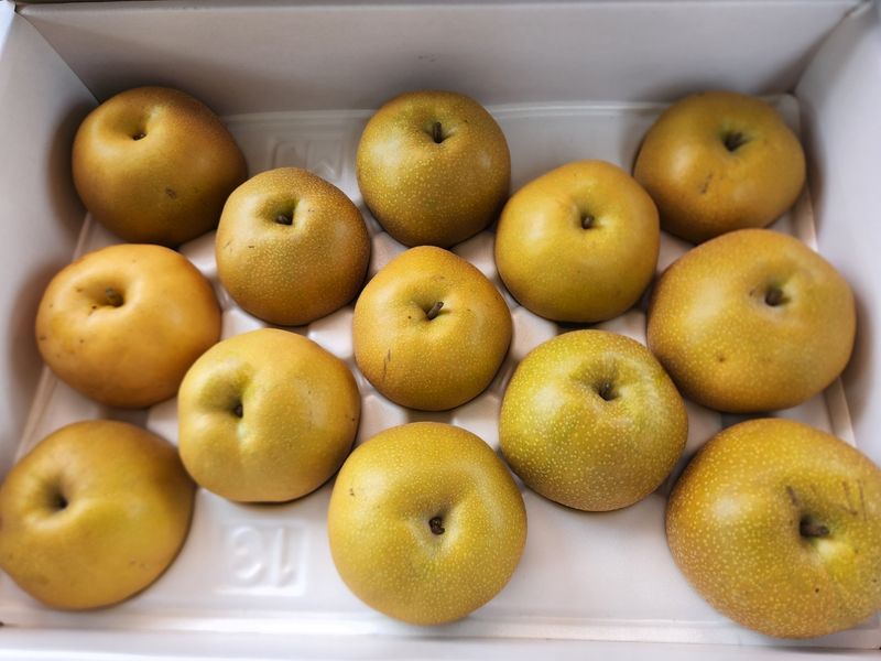 박숙자님의 장터 판매 상품 [배즙 (신고배🍐) 100포 70,000] 첨부 사진