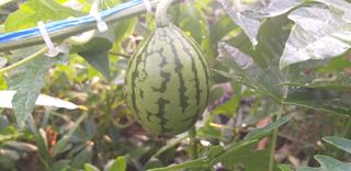 김송규님의 기타작물 · 병해충상담 작성글 사진