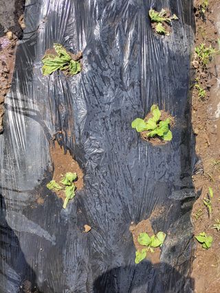 김헌대님의 배추 · 병해충상담 작성글 사진