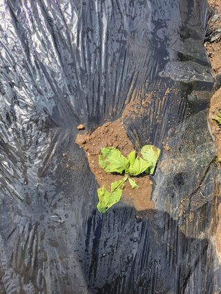 김헌대님의 배추 · 병해충상담 작성글 사진