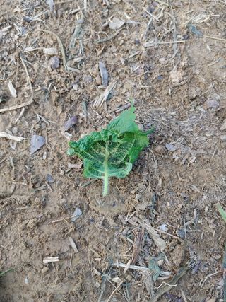 황호기님의 들깨 · 병해충상담 작성글 사진