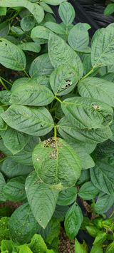 팜모닝 콩·병해충상담 게시글 이미지