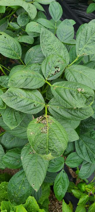 생거북이님의 콩 · 병해충상담 작성글 사진