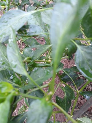 하묘령 님의 기타작물 · 병해충상담 작성글 사진