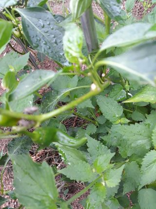 하묘령 님의 기타작물 · 병해충상담 작성글 사진