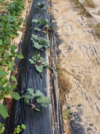 용기님의 파 · 자유게시판 작성글 사진