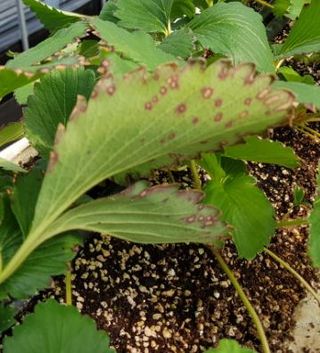 청도달콤한딸기님의 딸기 · 병해충상담 작성글 사진