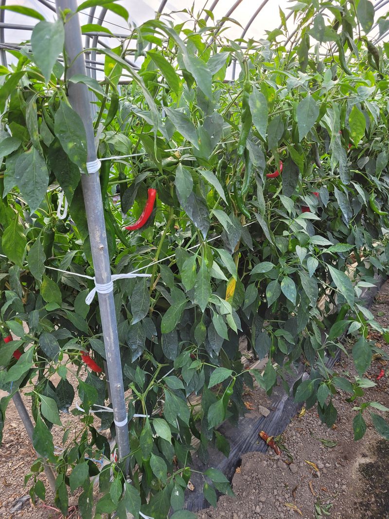 한경희 님의 장터 판매 상품 [고추가루 1근에 13000원] 첨부 사진