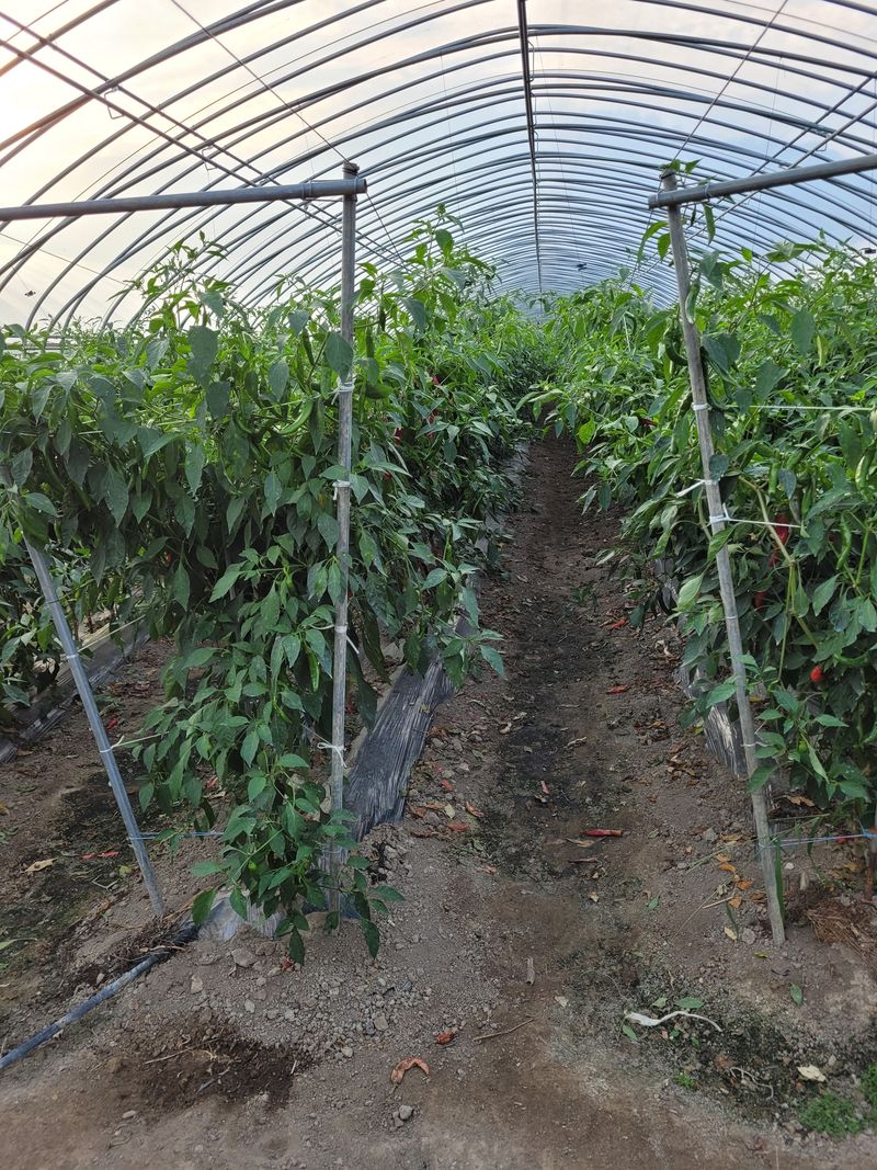 장터 상품 [고추가루 1근에 13000원] 썸네일