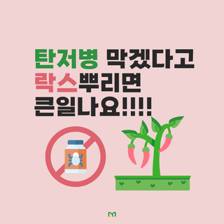 알 수 없음님의 고추 · 병해충상담 작성글 사진