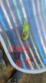 팜모닝 콩·병해충상담 게시글 이미지