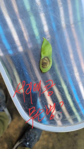 최석주님의 콩 · 병해충상담 작성글 사진