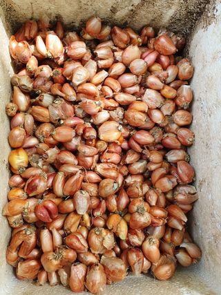 김석건님의 팜모닝 · 출석 작성글 사진