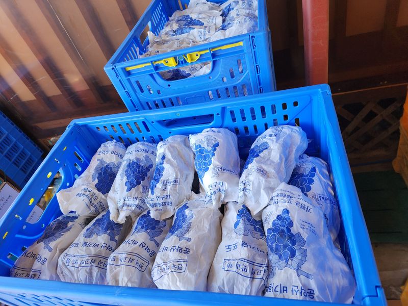 장터 상품 [포도과즙(100%원액) 35,000원] 썸네일