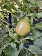 팜모닝 토마토·병해충상담 게시글 이미지