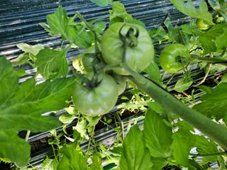 손화익님의 토마토 · 병해충상담 작성글 사진