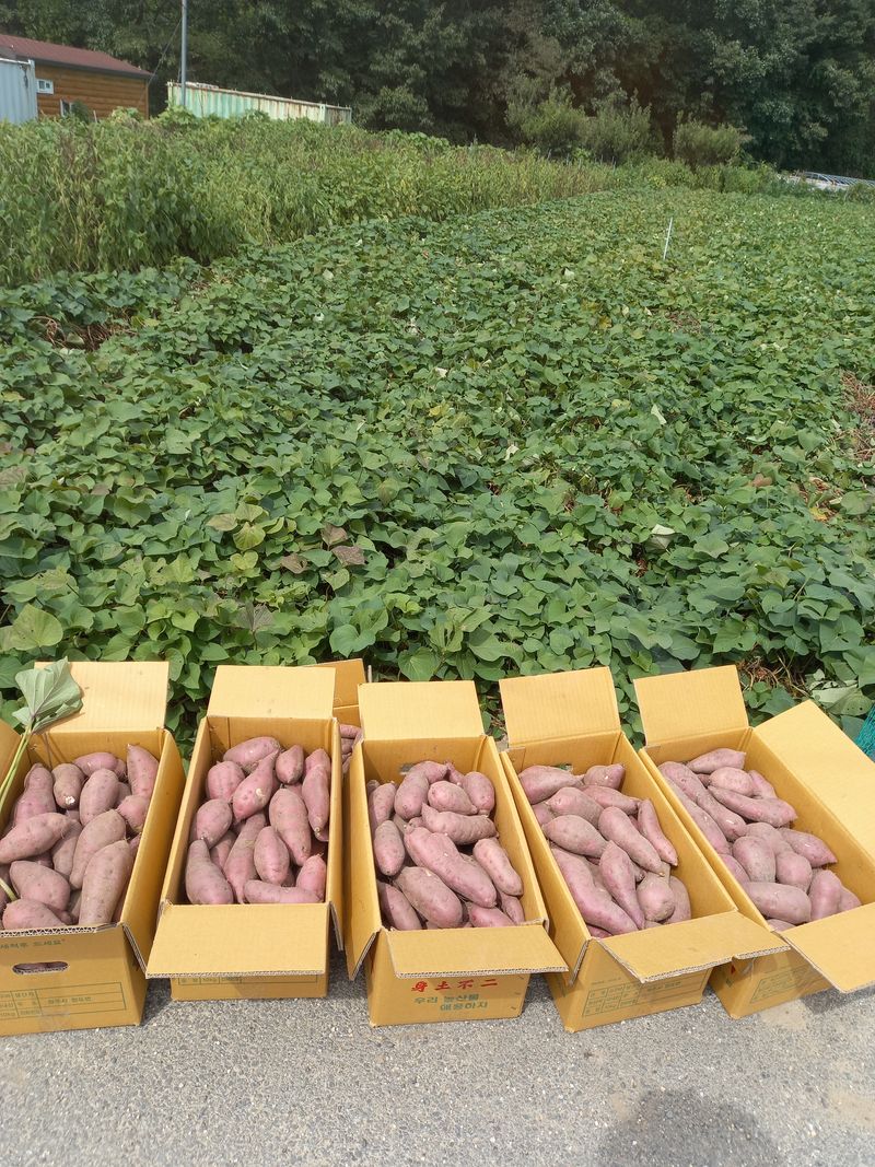 솜이예삐할미님의 장터 판매 상품 [ 25000원(10kg)] 첨부 사진