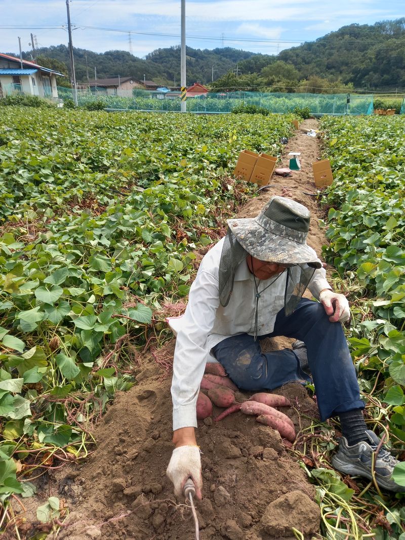 장터 상품 [ 25000원(10kg)] 썸네일