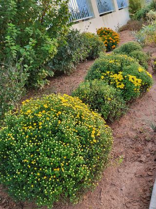 충남서산최옥희님의 팜모닝 · 출석 작성글 사진