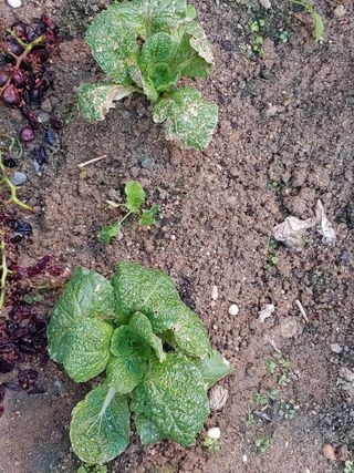 박훈영님의 배추 · 병해충상담 작성글 사진