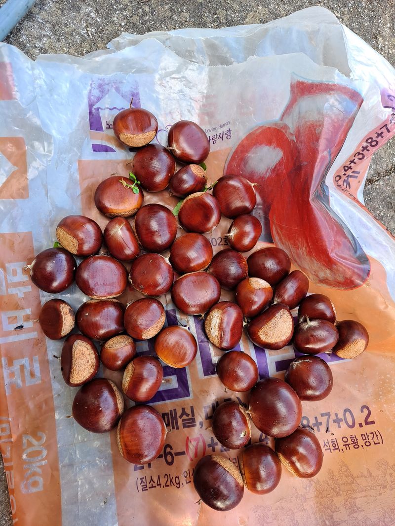 장터 상품 [옥광 10000] 썸네일