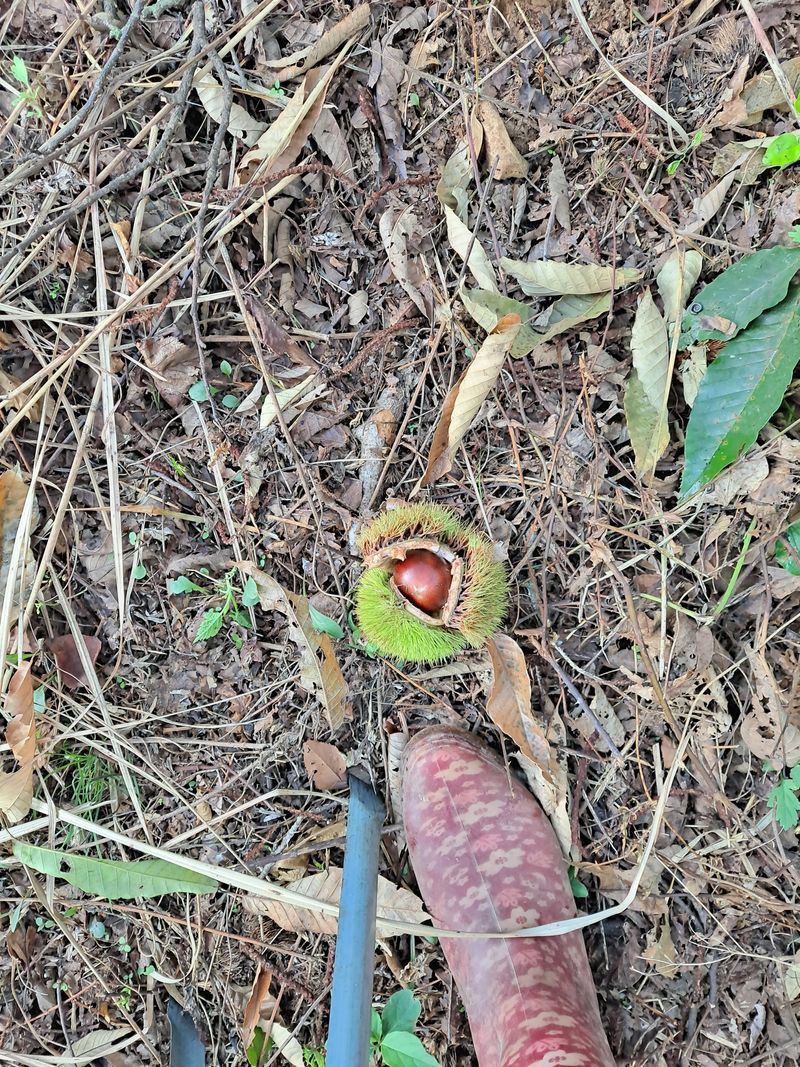 김혜진님의 장터 판매 상품 [옥광 10000] 첨부 사진
