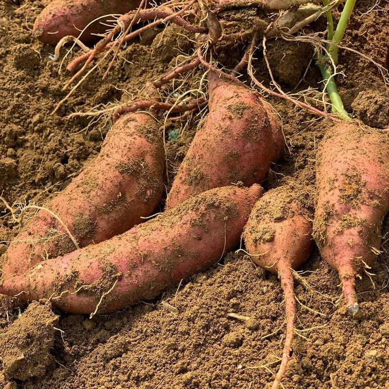 최월숙(왈순아지매)님의 장터 판매 상품 [속노랑고구마,꿀고구마 10키로3만2천원,5키로17,000] 첨부 사진