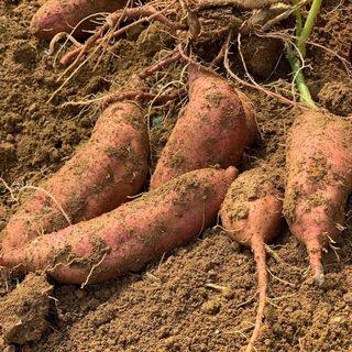 최월숙(왈순아지매)님의 작성글 사진